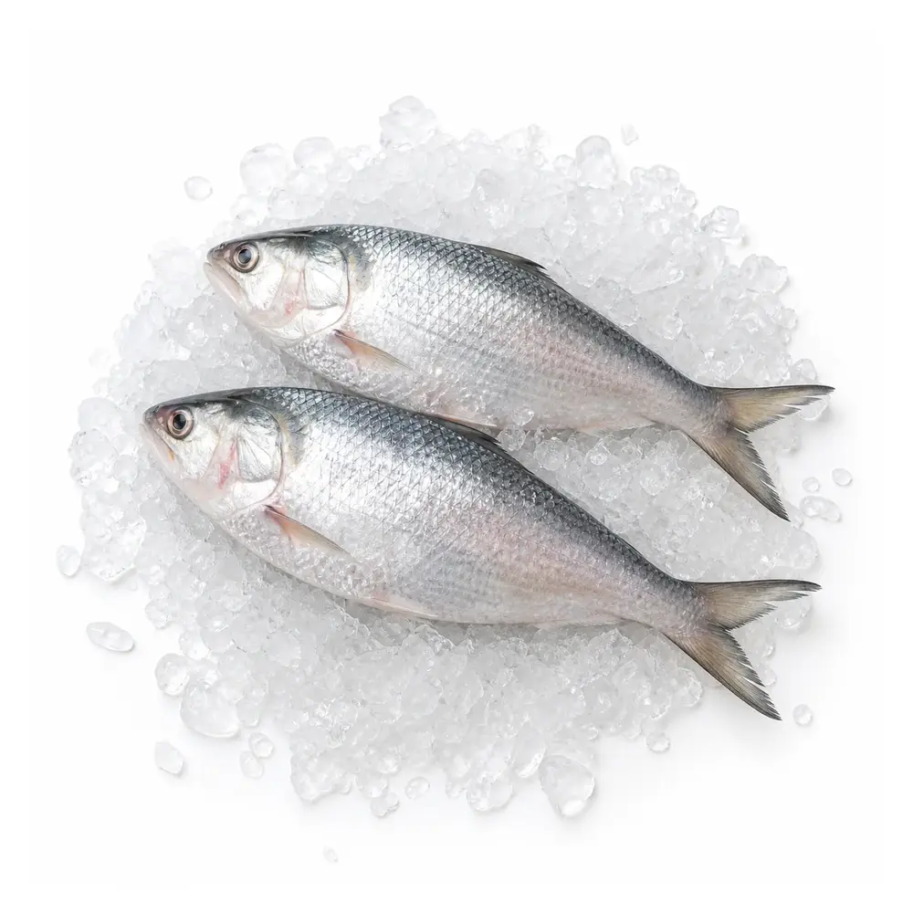 ইলিশ মাছ (Hilsha Fish) – পদ্মা নদীর আসল ইলিশ